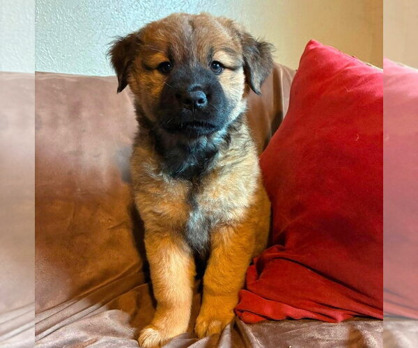 Medium Photo #3 Labrador Retriever-Unknown Mix Puppy For Sale in Canton, CT, USA