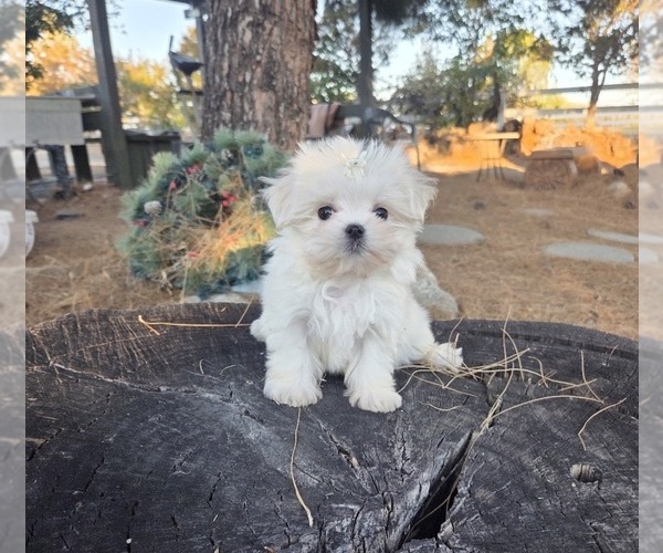 Medium Photo #13 Maltese Puppy For Sale in SANTA CLARITA, CA, USA