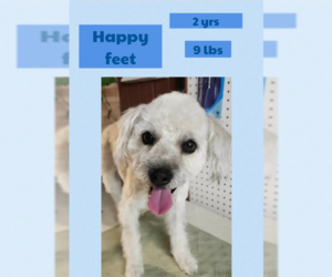 Mutt Dogs for adoption in Cranston, RI, USA