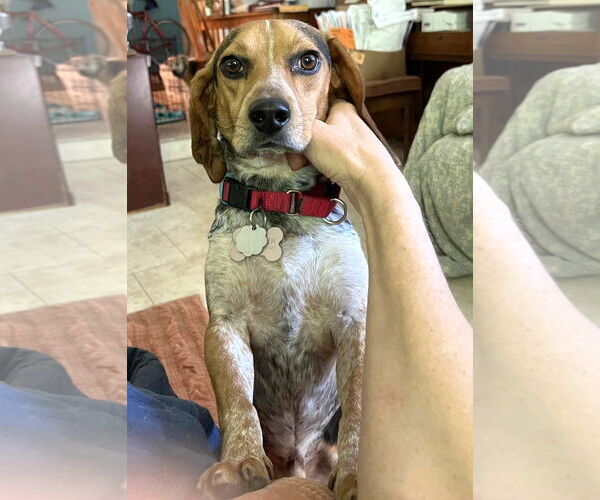 Medium Photo #3 Beagle Puppy For Sale in Dunnellon, FL, USA