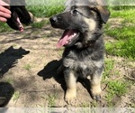 Small #7 German Shepherd Dog