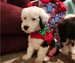 Small Photo #38 Old English Sheepdog Puppy For Sale in WILMINGTON, OH, USA