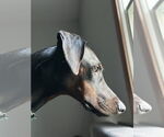 Small #1 Doberman Pinscher