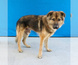 German Shepherd Dog-Unknown Mix Dogs for adoption in Pasadena, CA, USA