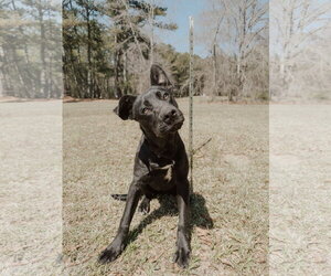 Shepradors Dogs for adoption in Attalka, AL, USA