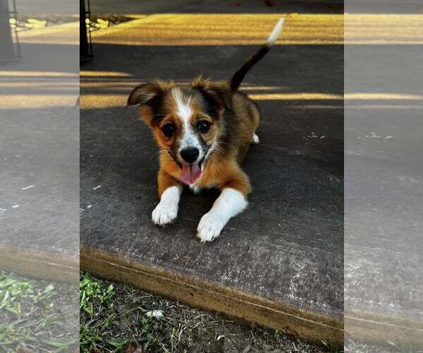 Medium Photo #2 Mutt Puppy For Sale in Greenville, SC, USA