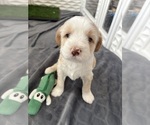 Puppy Sandy Tibetan Terrier