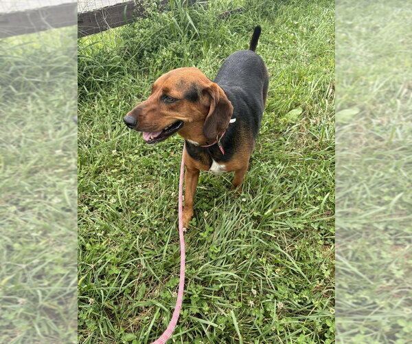 Medium Photo #4 Black and Tan Coonhound Puppy For Sale in Benton, PA, USA