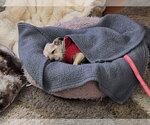 Small Photo #10 Cairn Terrier-Unknown Mix Puppy For Sale in Princeton, MN, USA
