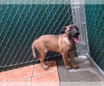 Small Mutt