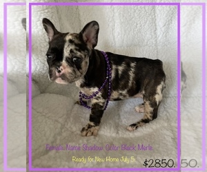 French Bulldog Puppy for Sale in FORT PLAIN, New York USA