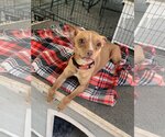 Small Photo #2 Pharaoh Hound-Unknown Mix Puppy For Sale in Santa Clarita, CA, USA