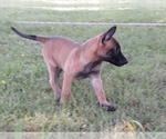 Small Photo #6 Belgian Malinois Puppy For Sale in CORNING, CA, USA