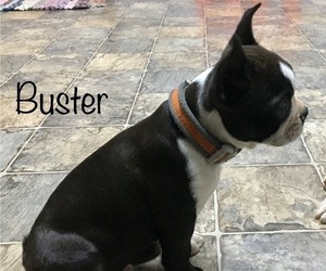 Medium Boston Terrier