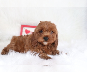 Cavapoo Puppy for sale in SHILOH, OH, USA
