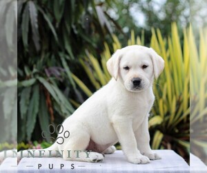 Labrador Retriever Puppy for sale in GORDONVILLE, PA, USA