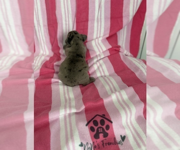 Medium Photo #20 French Bulldog Puppy For Sale in OPP, AL, USA