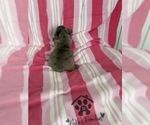 Small #19 French Bulldog