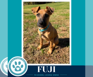 Mutt Dogs for adoption in Kimberton, PA, USA