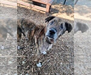 Labrador Retriever-Unknown Mix Dogs for adoption in San Antonio, TX, USA