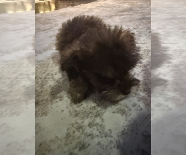 Medium Photo #7 Mal-Shi Puppy For Sale in DINWIDDIE, VA, USA