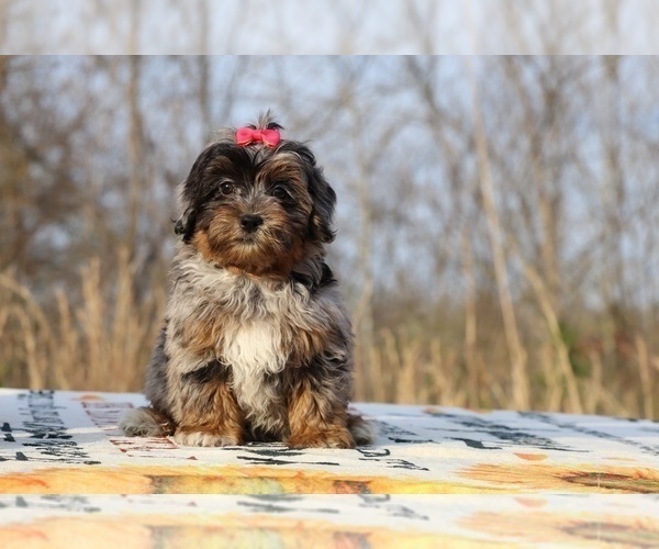 Medium Photo #3 ShihPoo Puppy For Sale in DYERSBURG, TN, USA