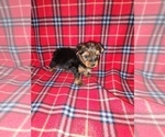 Puppy Max Yorkshire Terrier