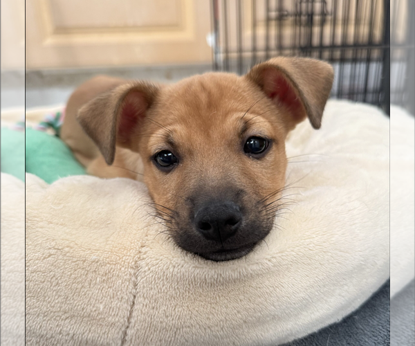 Medium Photo #2 Chiweenie Puppy For Sale in Marina Del Rey, CA, USA