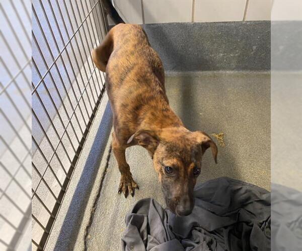 Medium Photo #2 American Staffordshire Terrier Puppy For Sale in San Antonio, TX, USA