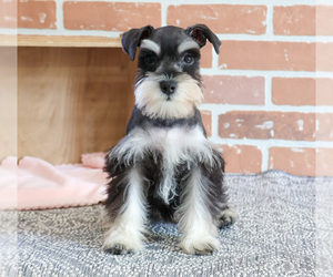 Schnauzer (Miniature) Puppy for sale in SYRACUSE, IN, USA