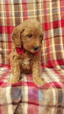 Goldendoodle Puppy for sale in BIRD IN HAND, PA, USA