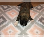 Small Photo #2 Boxer Puppy For Sale in BISMARCK, AR, USA