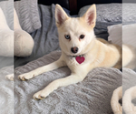 Puppy Bella Bear Pomsky