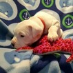 Small Photo #91 Dogo Argentino Puppy For Sale in PINEVILLE, MO, USA