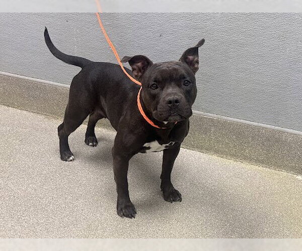 Medium Photo #1 Mutt Puppy For Sale in Las Vegas, NV, USA