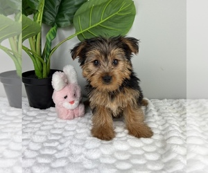 Yorkshire Terrier Puppy for Sale in FRANKLIN, Indiana USA