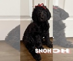 Puppy Snoh Labradoodle-Poodle (Standard) Mix