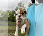 Small Photo #9 English Bulldog Puppy For Sale in SPENCER, TN, USA