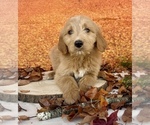 Small #6 Goldendoodle