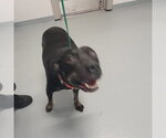 Small Labrador Retriever Mix
