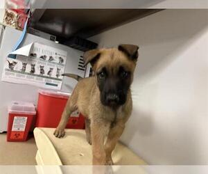German Shepherd Dog-Unknown Mix Dogs for adoption in Corona, CA, USA