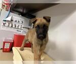 Small German Shepherd Dog Mix