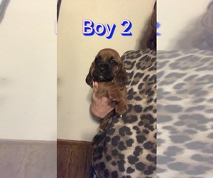 Basset Hound Puppy for sale in OWOSSO, MI, USA
