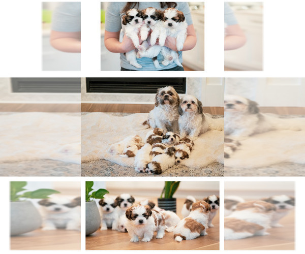 Medium Photo #1 Shih Tzu Puppy For Sale in HARRISONBURG, VA, USA