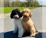 Small Photo #1 Double Doodle Puppy For Sale in ROSEVILLE, CA, USA