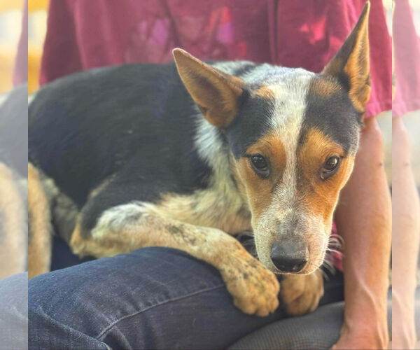 Medium Photo #2 Mutt Puppy For Sale in MIDWAY, UT, USA