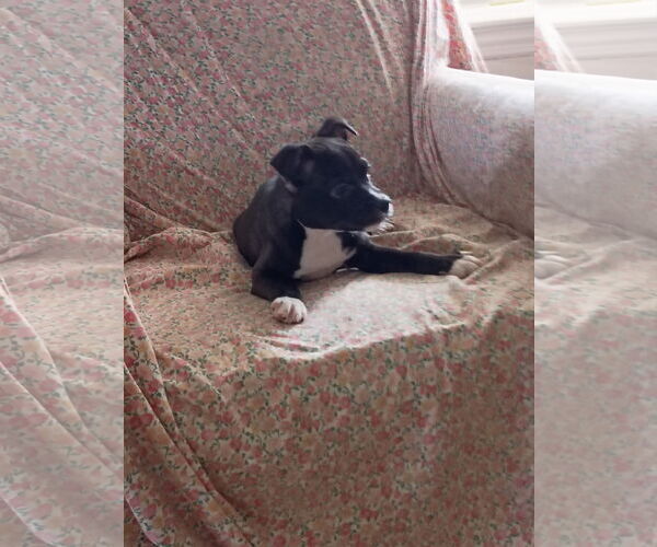 Medium Photo #9 Mutt Puppy For Sale in Holly Springs, NC, USA