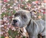 Small American Pit Bull Terrier