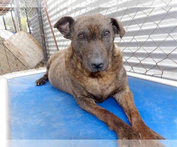 Medium Photo #1 Mutt Puppy For Sale in San Diego, CA, USA
