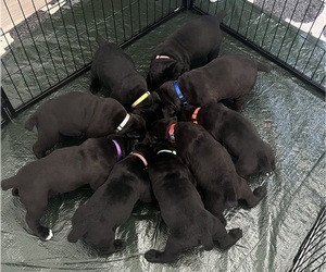 Cane Corso Puppy for sale in HORACE, ND, USA